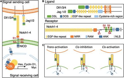 Evolving Roles of Notch Signaling in Cortical Development